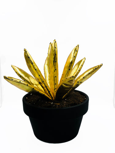 Aloe Vera - L - Dorado Brillo