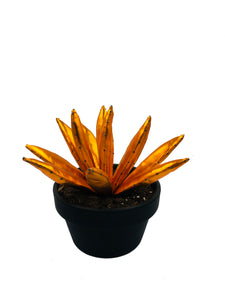 Aloe Vera - L - Naranja Brillo