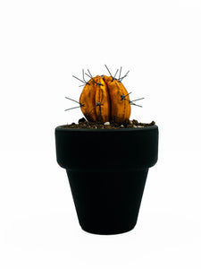 Mini Cactus - S - Naranja Brillo