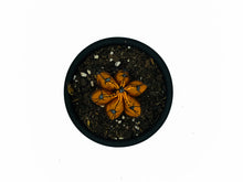 Cargar imagen en el visor de la galería, Mini Cactus - S - Naranja Brillo