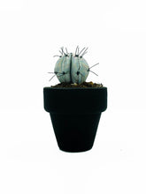 Cargar imagen en el visor de la galería, Mini Cactus - S - Plata Iridiscente Brillo