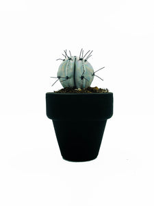 Mini Cactus - S - Plata Iridiscente Brillo