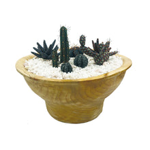 Cargar imagen en el visor de la galería, ¨ Planta de los recuerdos ¨ - Terrario Cactus y aloe veras