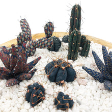 Cargar imagen en el visor de la galería, ¨ Planta de los recuerdos ¨ - Terrario Cactus y aloe veras