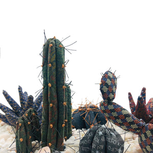¨ Planta de los recuerdos ¨ - Terrario Cactus y aloe veras