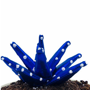 Aloe Vera - S - Azul Brillo