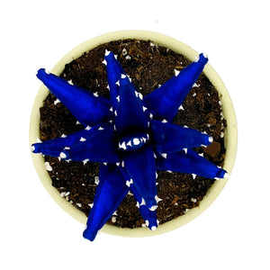 Aloe Vera - S - Azul Brillo