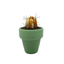 Cargar imagen en el visor de la galería, Mini Cactus - S - Óxido de Hierro