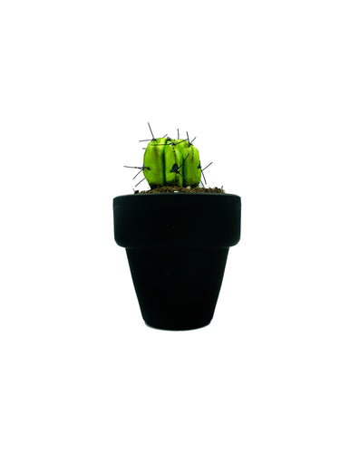 Mini Cactus - S - Verde Brillo
