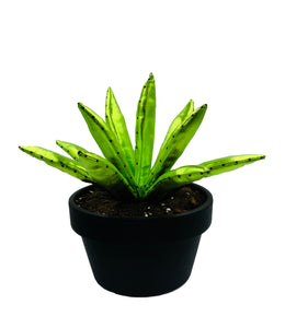 Aloe Vera - L - Verde Brillo