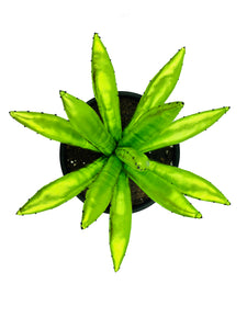 Aloe Vera - L - Verde Brillo
